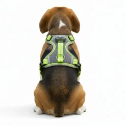 All For Paws K-Nite Arnés con Luz para perros