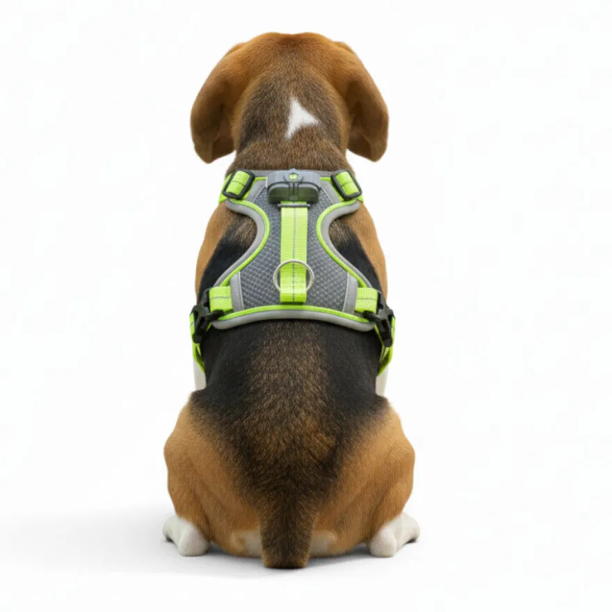 All For Paws K-Nite Arnés con Luz para perros