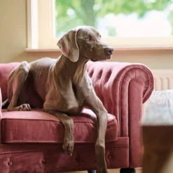 Beaphar Calming Pipetas Relajantes para perros