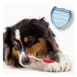 Beaphar Kit Dental para perros