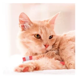 Beaphar Kit Dental para perros