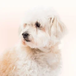 Beaphar Limpiador de Lagrimal para perros y gatos