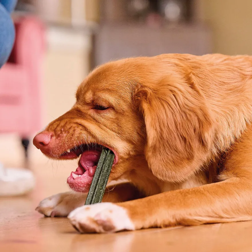 Beaphar Sticks Dentales para perros medianos y grandes.