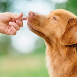 Beaphar Vermipure Repelente Interno Natural en comprimidos para perros medianos y grandes