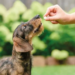 Beaphar Vermipure Repelente Interno Natural en comprimidos para perros pequeños y cachorros