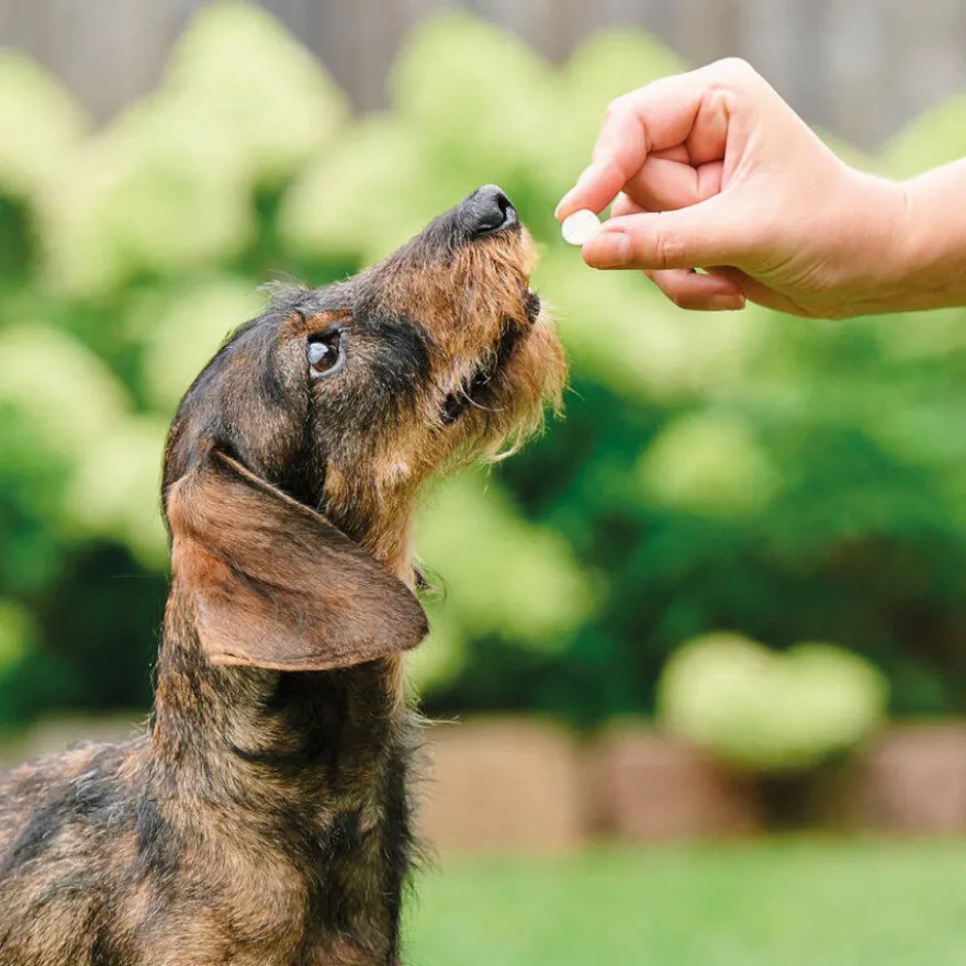 Beaphar Vermipure Repelente Interno Natural en comprimidos para perros pequeños y cachorros