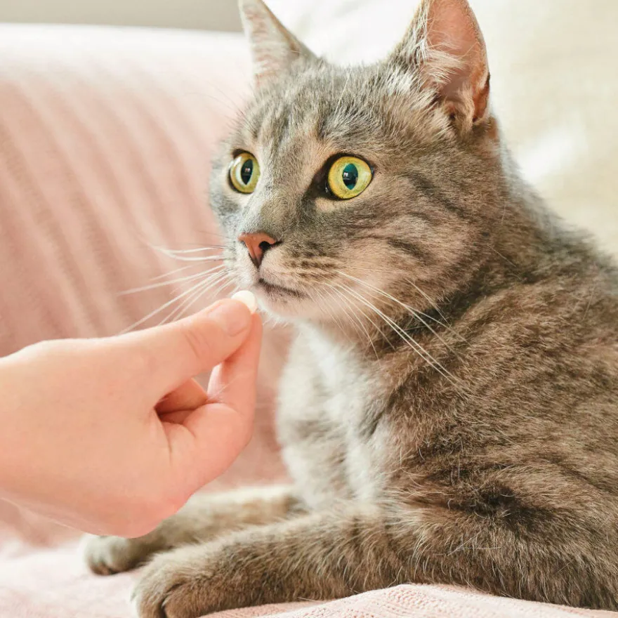 Beaphar Vermipure Repelente Interno Natural en comprimidos para gatos y gatitos