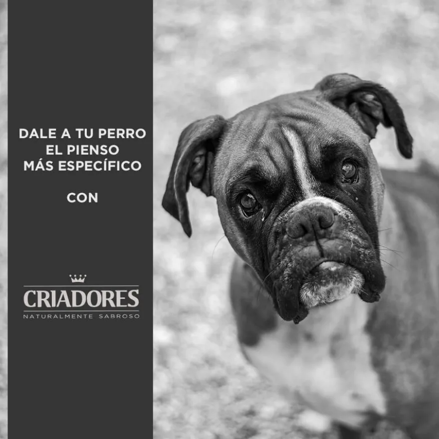 Criadores Adulto Grain Free Pavo pienso para perros de raza mediana y grande