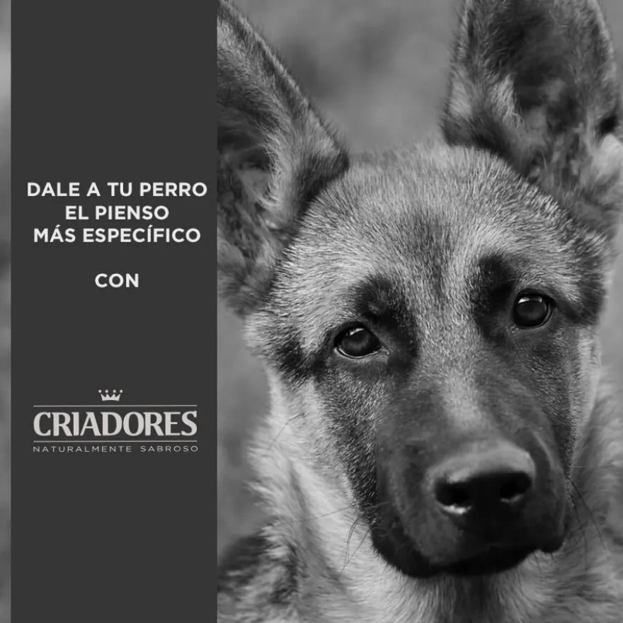 Criadores Adulto Salmón y Arroz pienso para perros de razas medianas y grandes