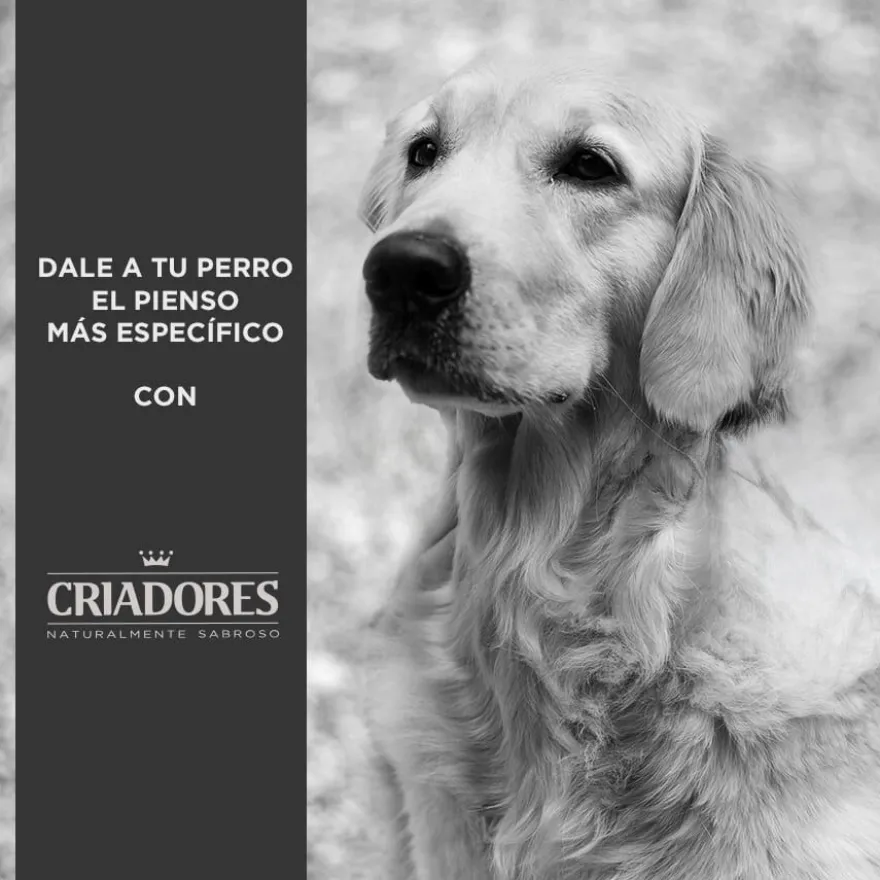 Criadores Senior Pollo y Arroz pienso para perros de razas medianas y grandes