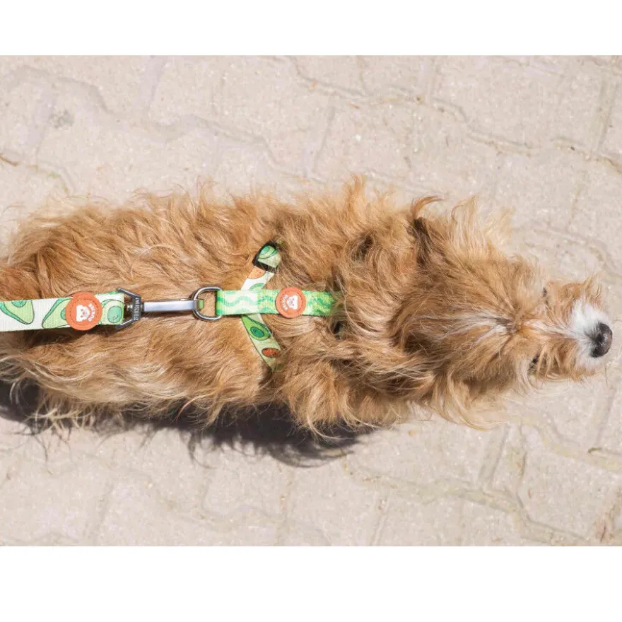 Dukier Arnés Clásico Estampado Aguacate para perros
