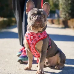 Dukier Arnés Reversible Estampado Berry Love para perros