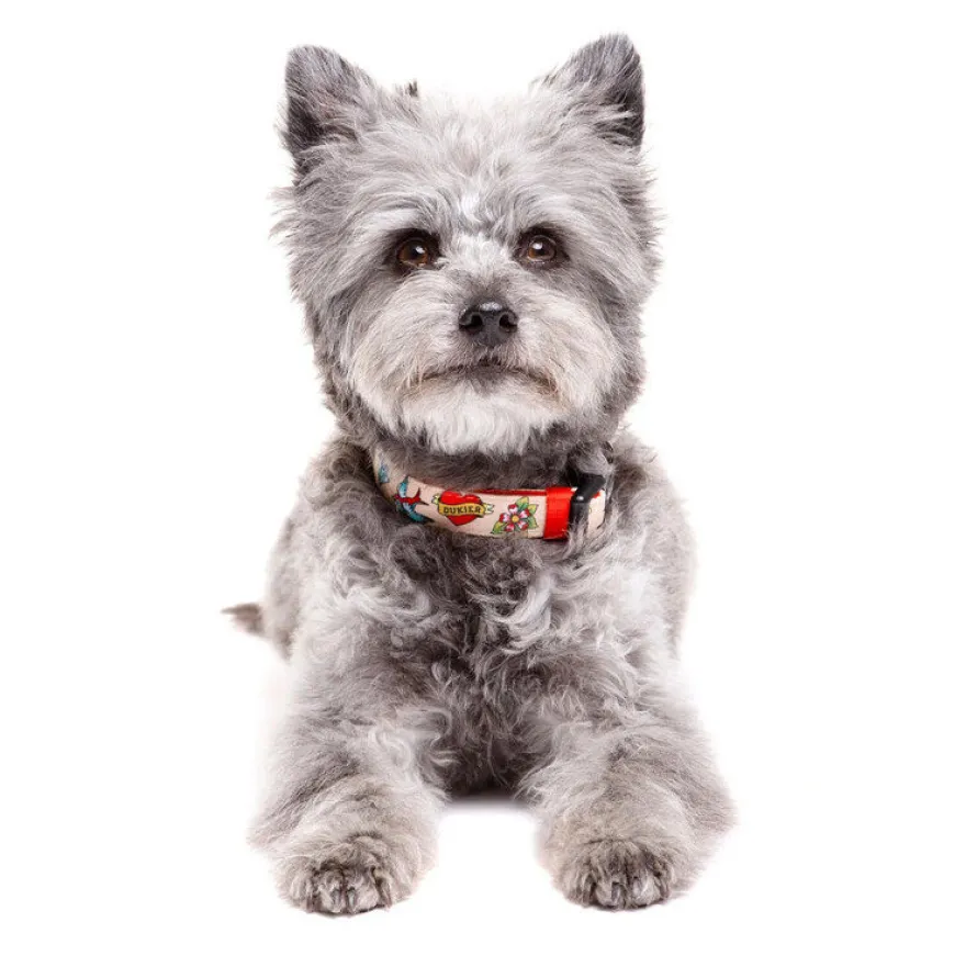Dukier Collar Estampado Tattoo para perros