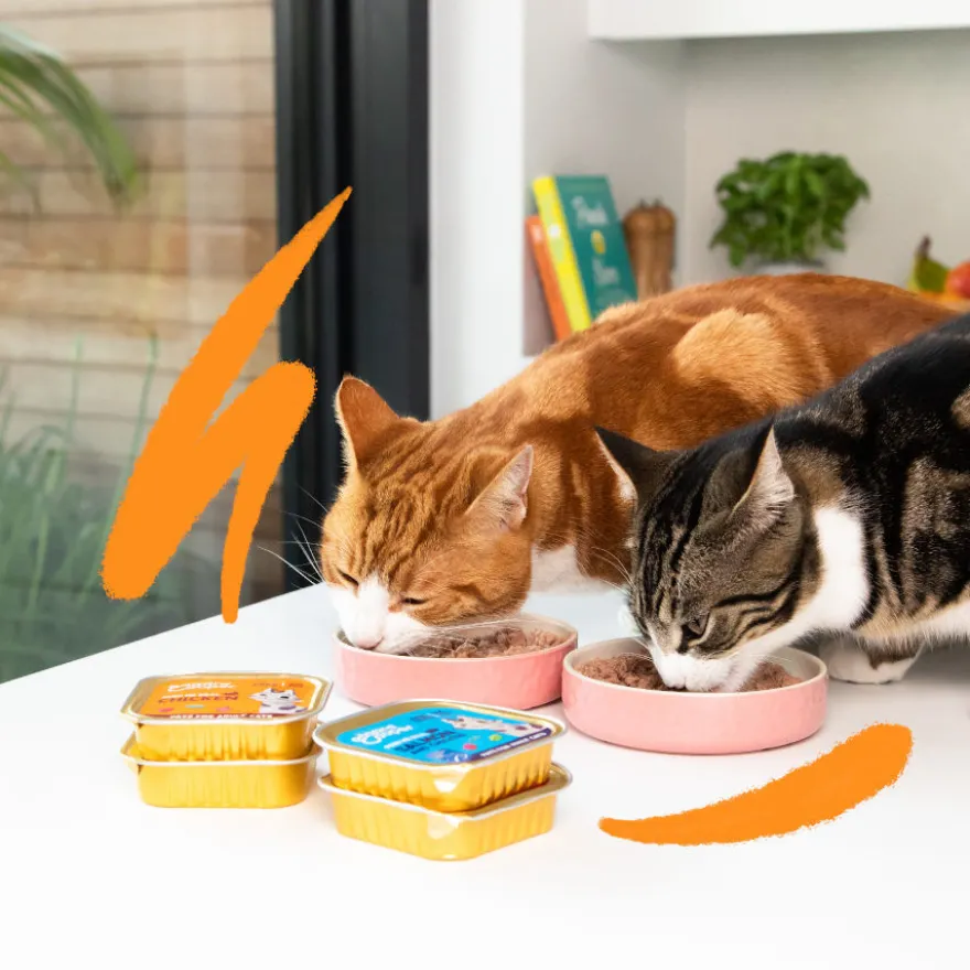 Edgard & Cooper Adult Salmón y Pollo en Paté tarrina para gatos