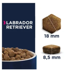 Eukanuba Adult Labrador Retriever pienso para perros
