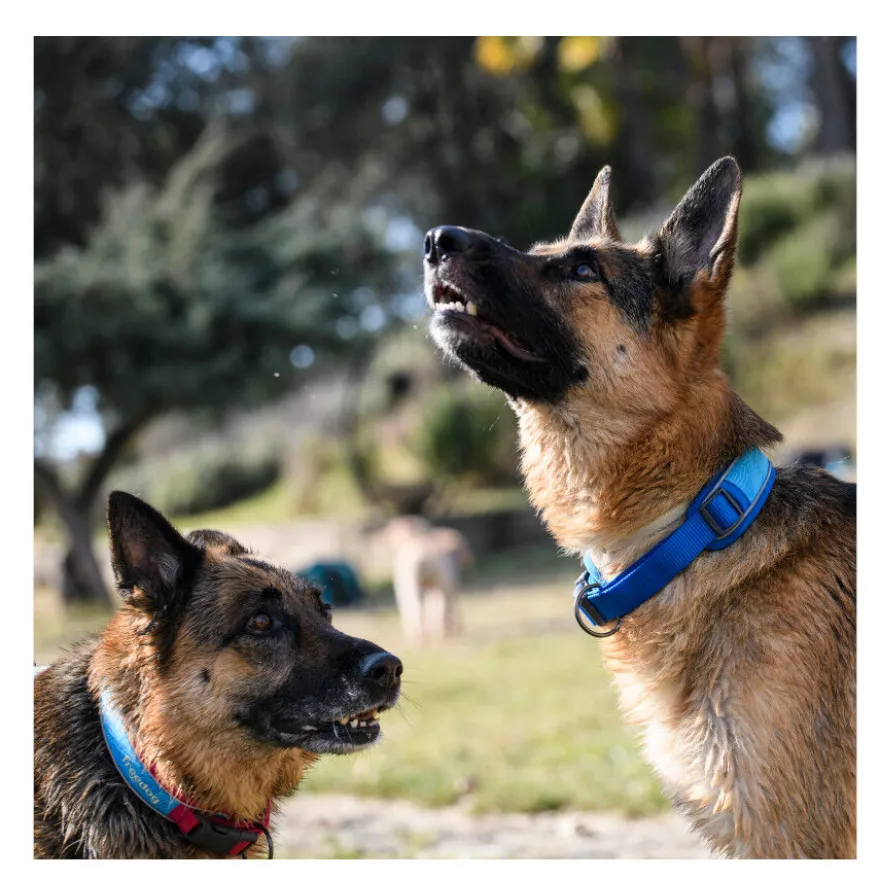 Freedog Cool Pro Tech Collar Refrescante Azul para perros
