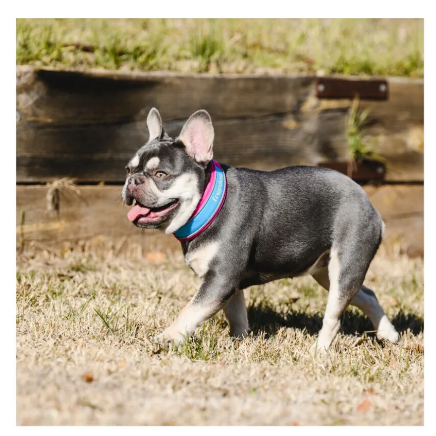 Freedog Cool Pro Tech Collar Refrescante Fucsia Deportivo para perros