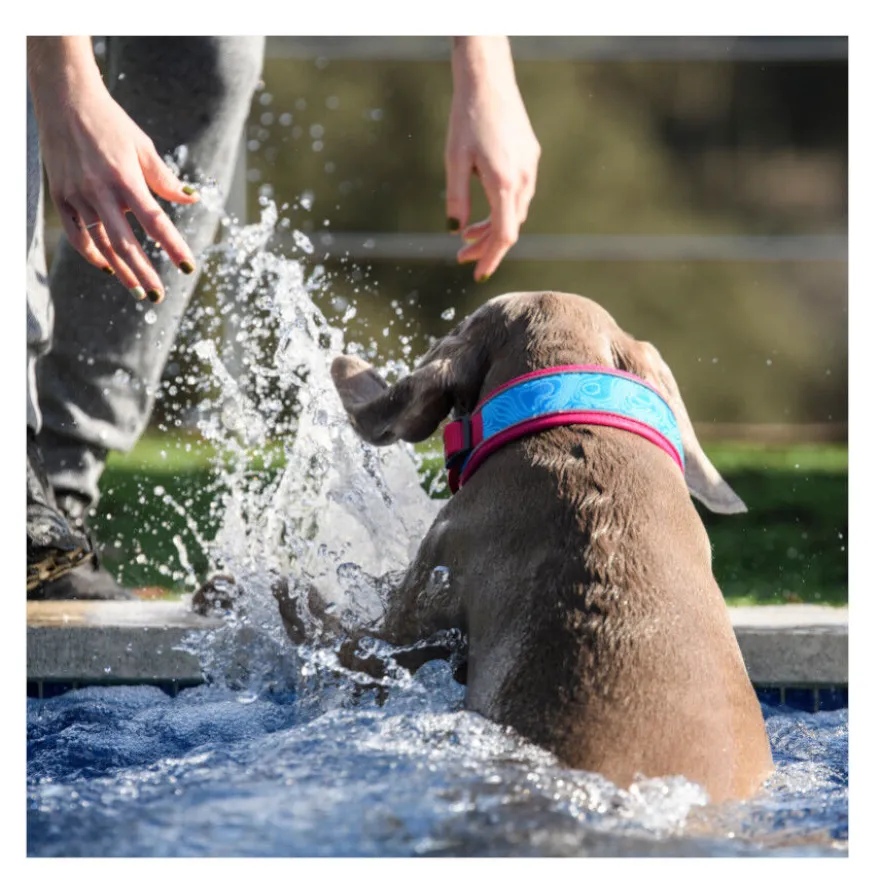 Freedog Cool Pro Tech Collar Refrescante Fucsia Deportivo para perros