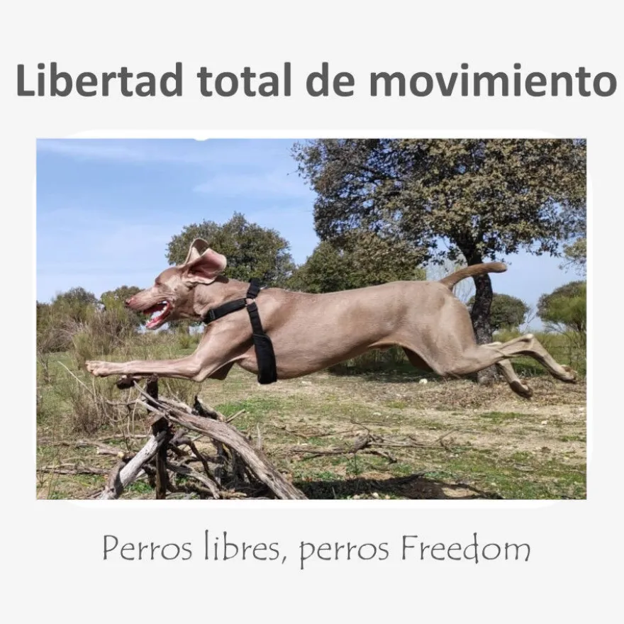 Freedom and Color Arnés Anti-tirones Azul para perros