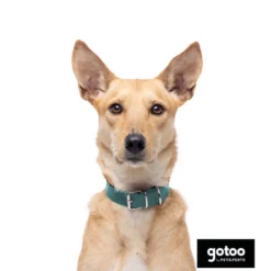 Gotoo Collar Biothane verde para perros
