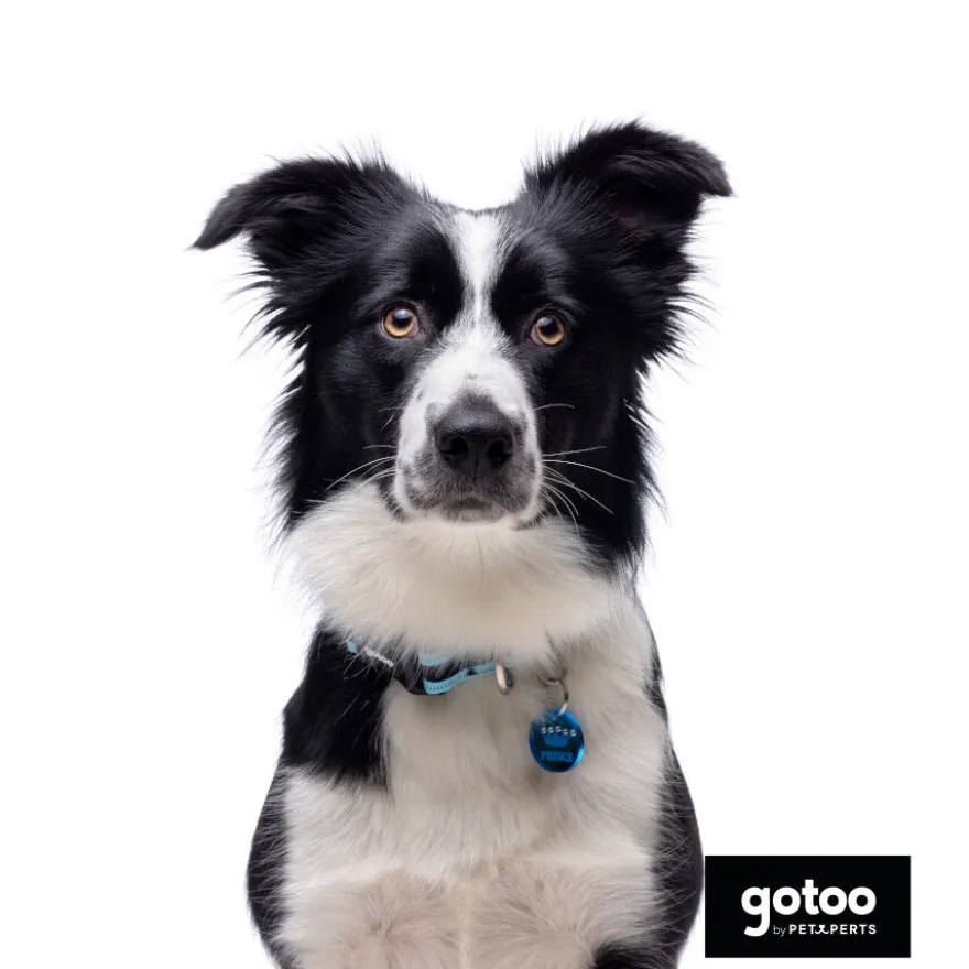 Gotoo collar de malla transpirable turquesa para perros