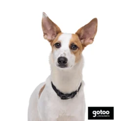 Gotoo Collar de nylon negro para perros
