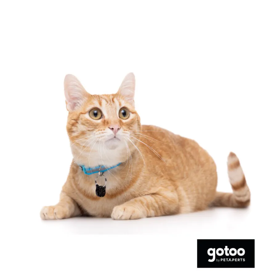 Gotoo Collar reflectante azul para gatos