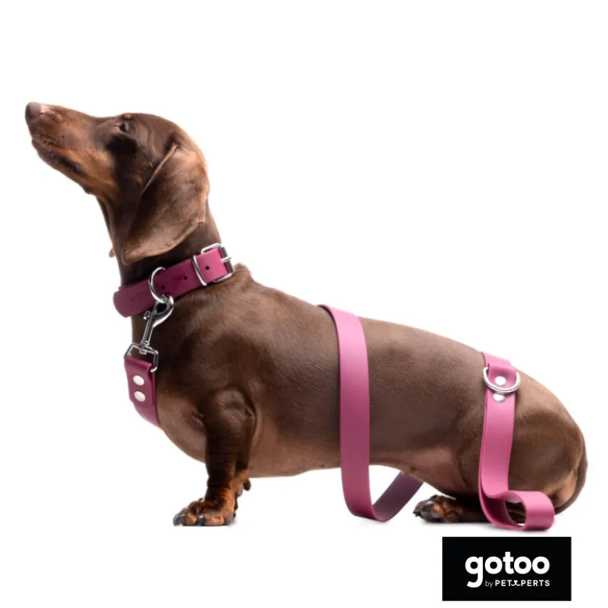 Gotoo Correa Biothane roja vino para perros