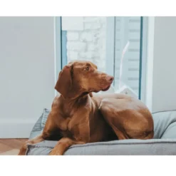 Hunter Lancaster Cama Gris para perros