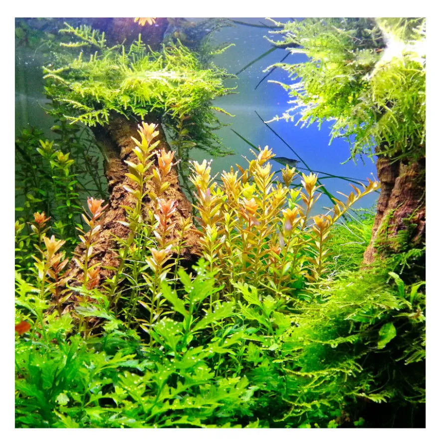 JBL Ferropol Fertilizante Líquido para plantas de acuario