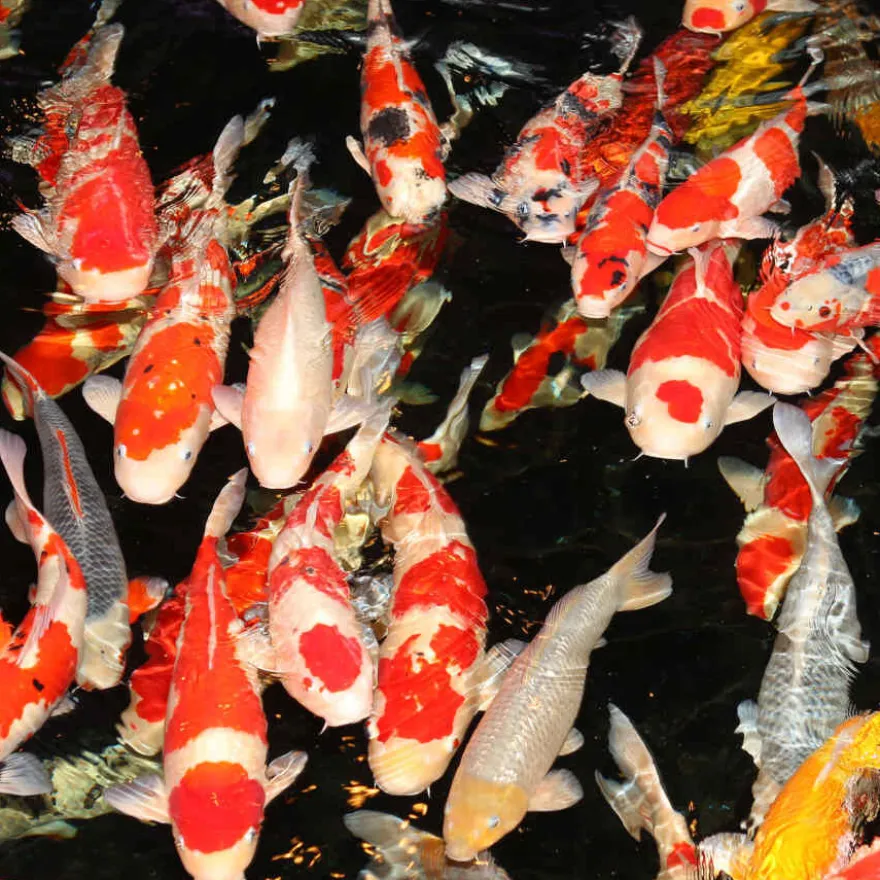 JBL ProPond Flakes alimento para peces