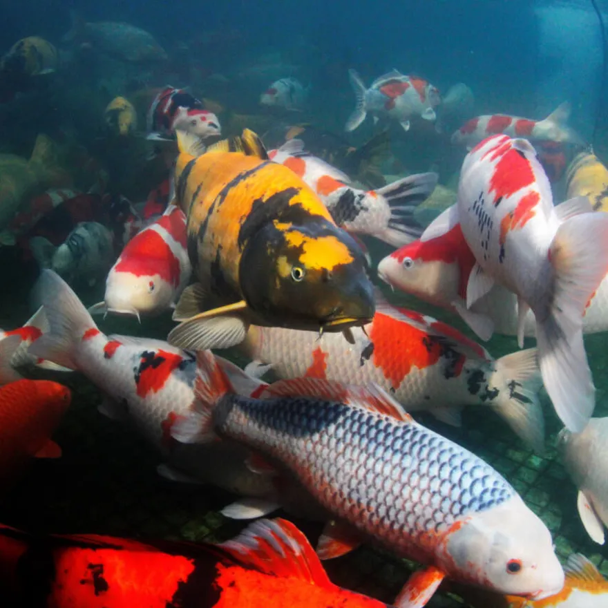 JBL ProPond Flakes alimento para peces