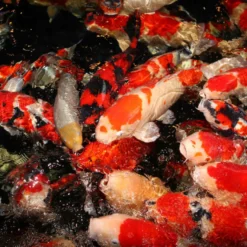 JBL ProPond Flakes alimento para peces