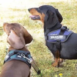 Julius K-9 IDC Arnés Azul para perros