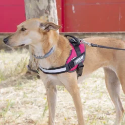 Julius K-9 IDC Arnés Magenta para perros