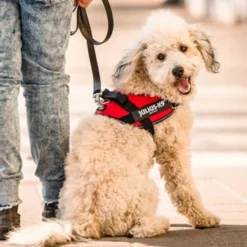 Julius-K9 IDC Arnés Rojo para perros