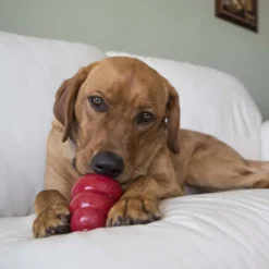 Kong Bocaditos Tocino y Queso para perros