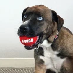Kong Signature Sport 3-PK Pelotas de tenis para perros