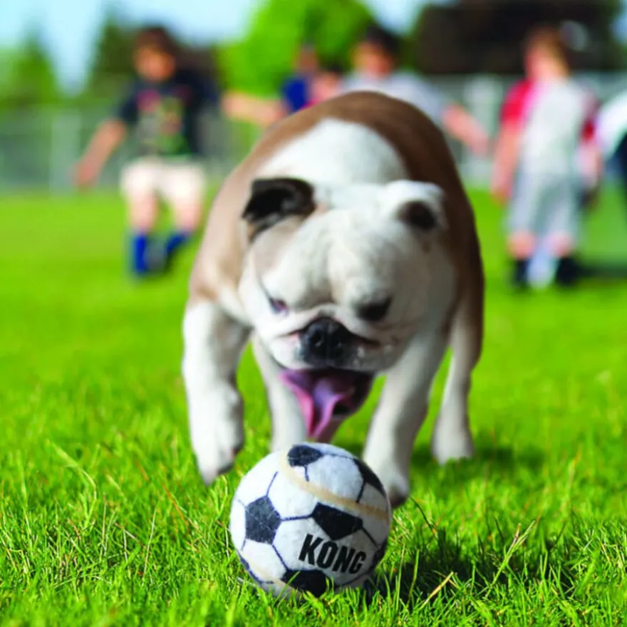 Kong Sport Kit de pelotas para perros