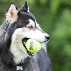 Kong SqueakAir Pelotas de Tennis para perros -Pack 6