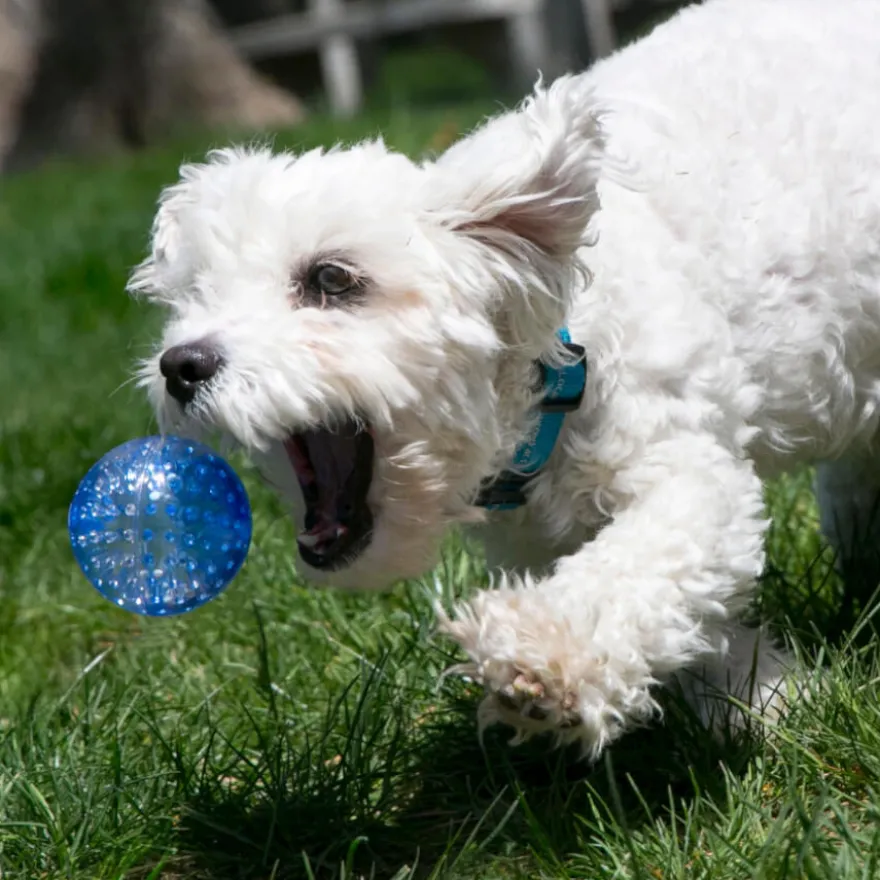 Kong Squeezz Geodz Pelota con Sonido para perros