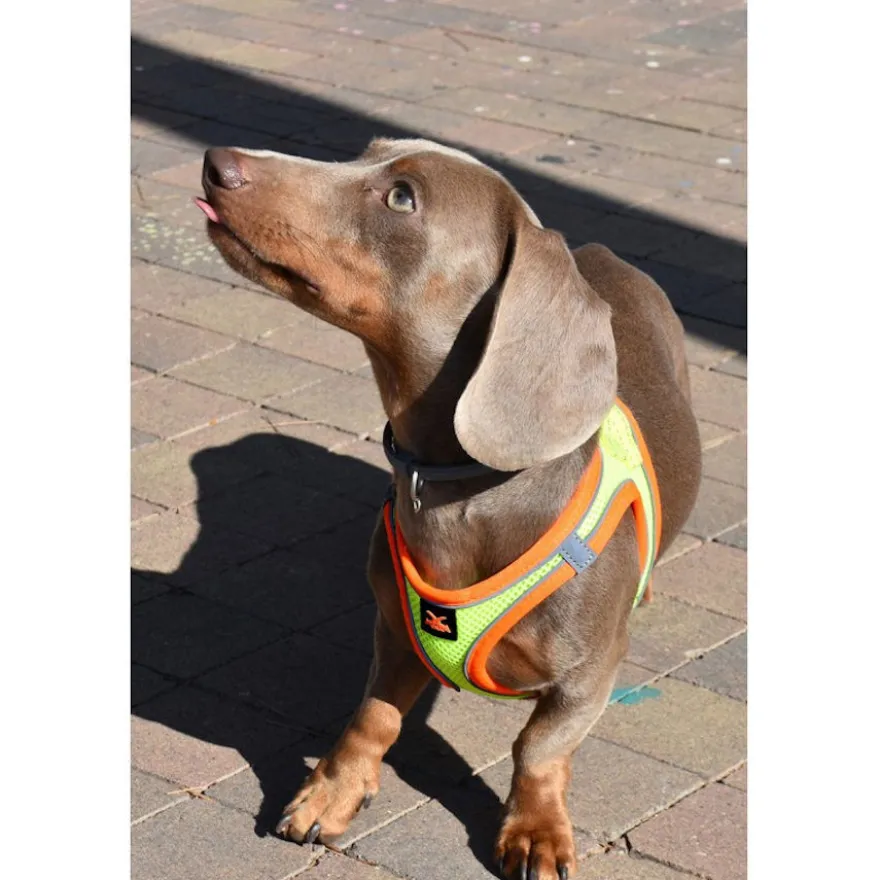 Nayeco X-TRM Neo Amarillo arnés para perros