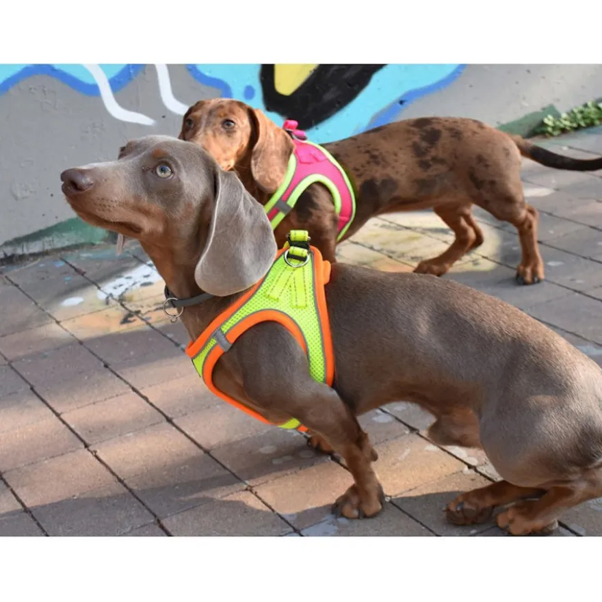 Nayeco X-TRM Neo Amarillo arnés para perros