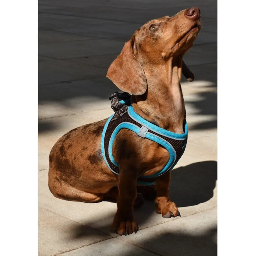 Nayeco X-TRM Neo Marrón arnés para perros