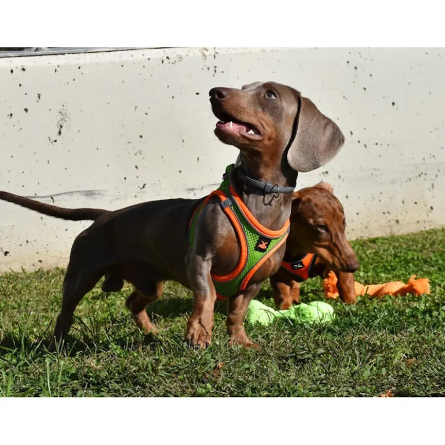 Nayeco X-TRM Neo Verde arnés para perros