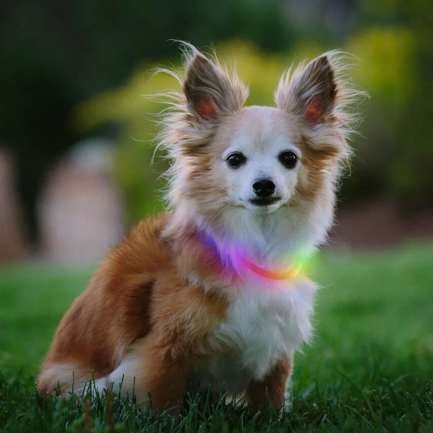 Nite Ize Nite Howl Disc-O-Select LED Mini Collar para perros