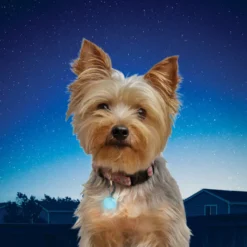 Nite Ize Petlit Luz LED Azul para Collar para perros