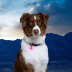 Nite Ize PetLit Luz Led Rosa para Collar para perros