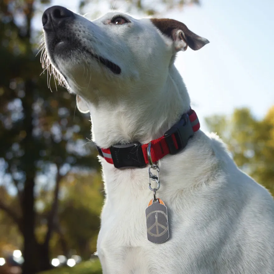 Nite Ize S-Biner TagLock Mosquetón para perros