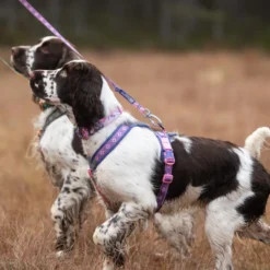 Non-stop Dogwear Arnés Morado y Rosa para perros